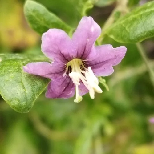 Photo: (c) SteveM4560, some rights reserved (CC BY) · cc-by · via iNaturalist Goji Berry (Lycium barbarum), photograph