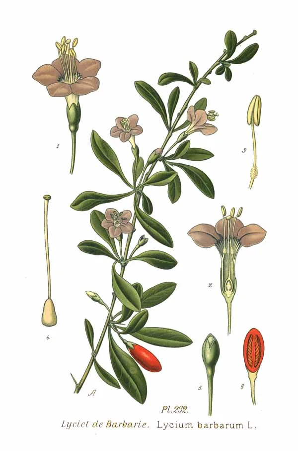 Goji Berry (Lycium barbarum), botanical illustration