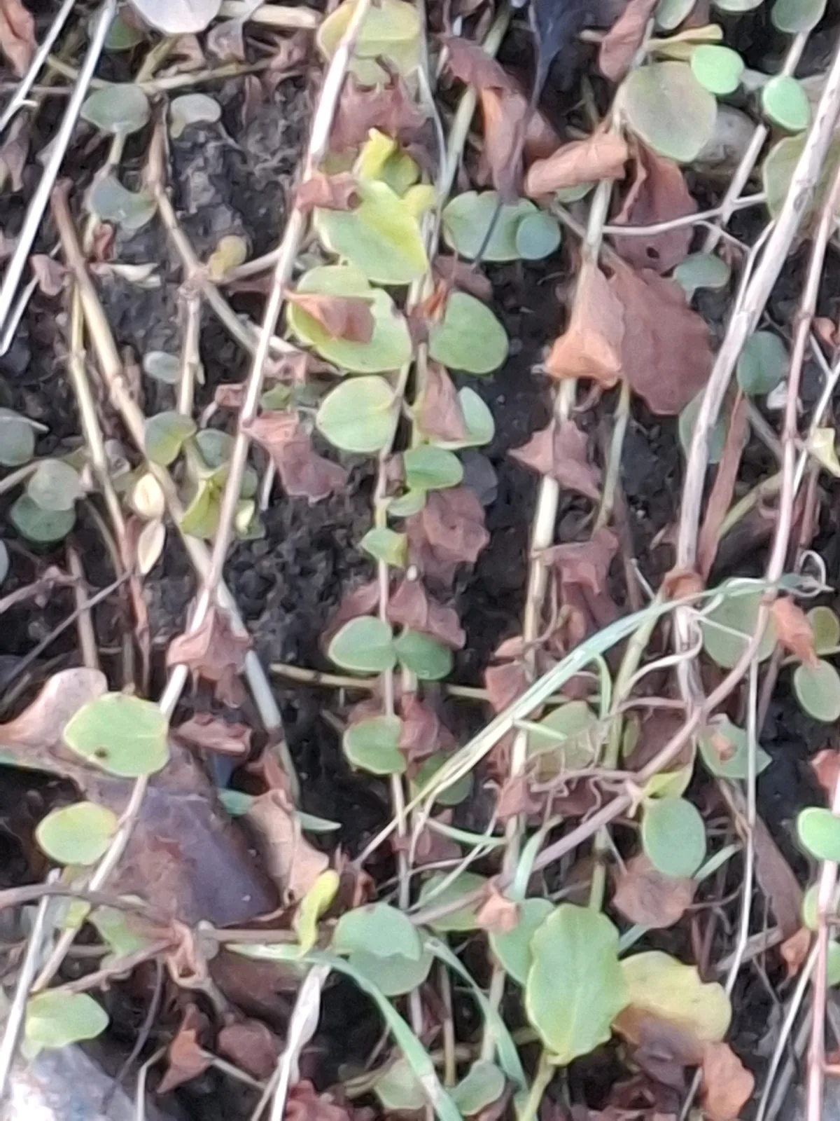 Creeping Jenny (Lysimachia nummularia), photograph