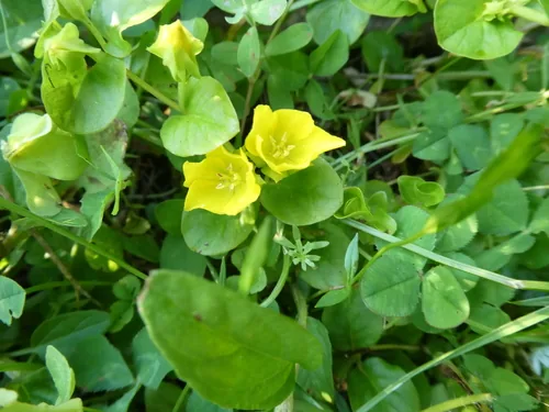 Photo: no rights reserved · CC0 · via iNaturalist creeping jenny (Lysimachia nummularia), photograph