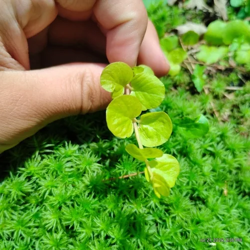Creeping Jenny (Lysimachia nummularia), photograph