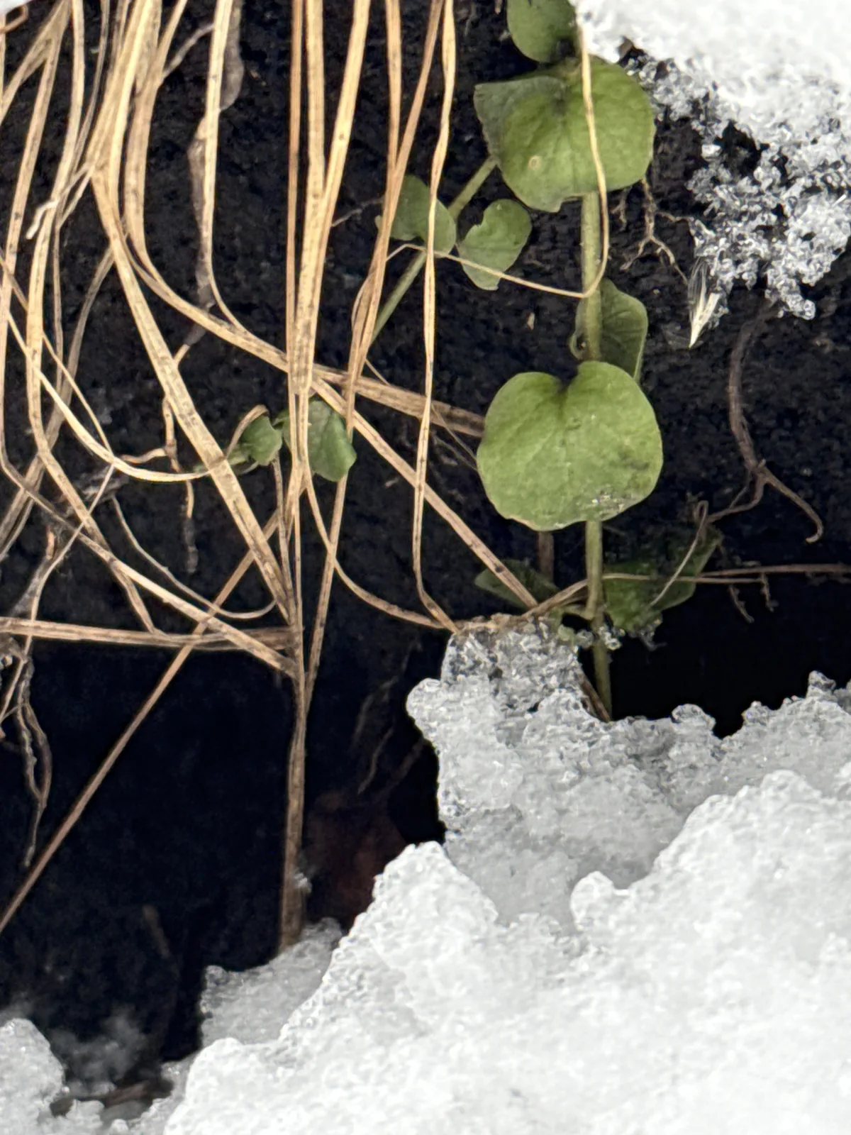 Creeping Jenny (Lysimachia nummularia), photograph