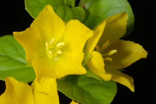 Photo: (c) Douglas Goldman, some rights reserved (CC BY-SA) · cc-by-sa · via iNaturalist Creeping Jenny (Lysimachia nummularia), photograph