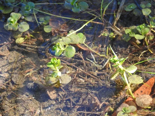 Creeping Jenny (Lysimachia nummularia), photograph