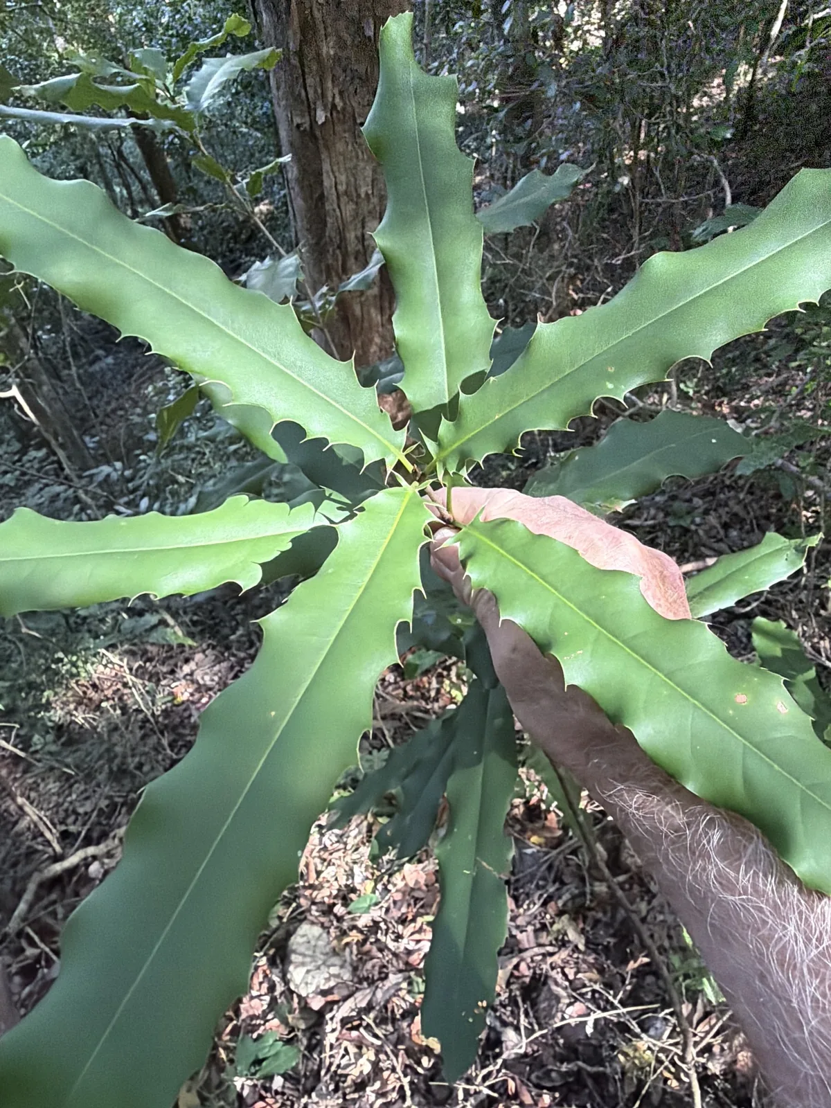 macadamia (Macadamia integrifolia), photograph
