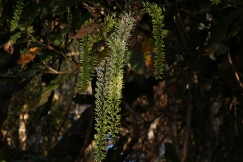 Photo: (c) Greg Tasney, some rights reserved (CC BY-SA) · cc-by-sa · via iNaturalist macadamia (Macadamia integrifolia), photograph