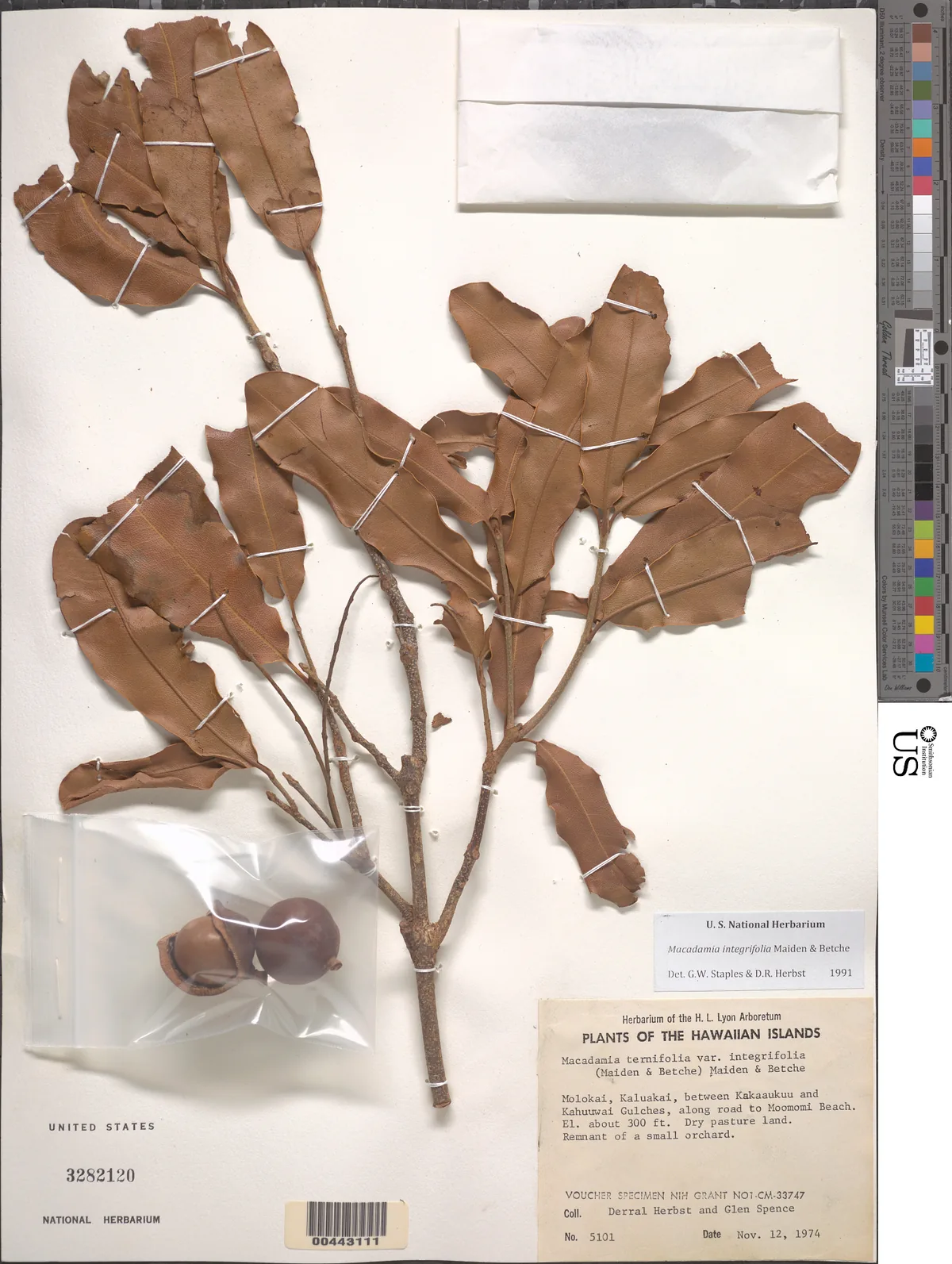 macadamia (Macadamia integrifolia), photograph