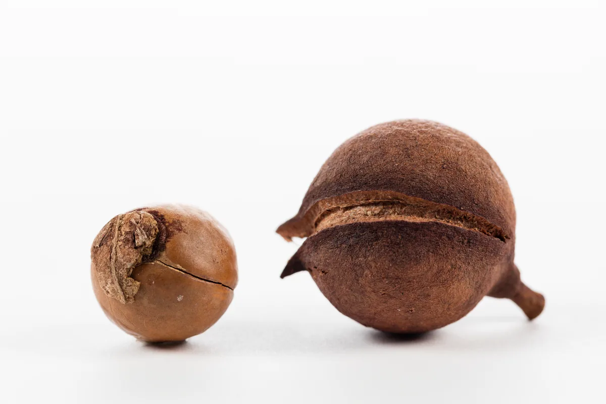 Photo: Auckland Museum Collections from Auckland, Aotearoa New Zealand · CC BY 2.0 · via Wikimedia Macadamia, photograph