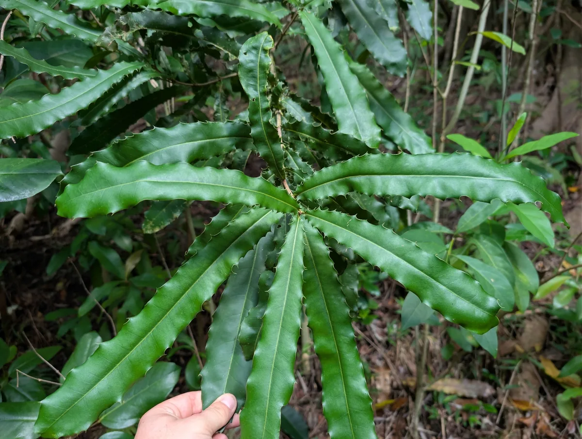Photo: Damien Wallace, via iNaturalist · CC BY · via GBIF Queensland Macadamia (Macadamia tetraphylla), photograph