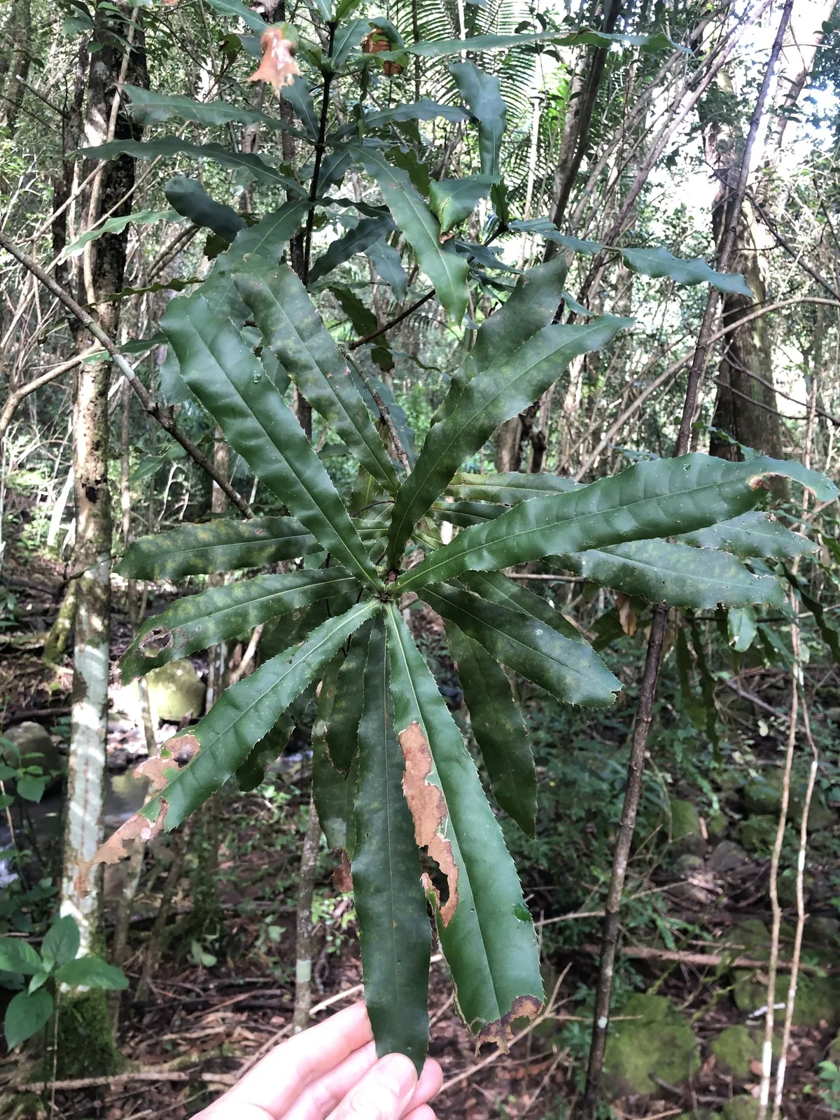 Queensland Macadamia (Macadamia tetraphylla), photograph