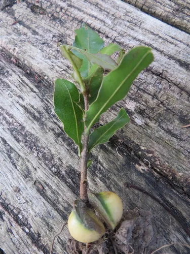 Queensland Macadamia (Macadamia tetraphylla), photograph