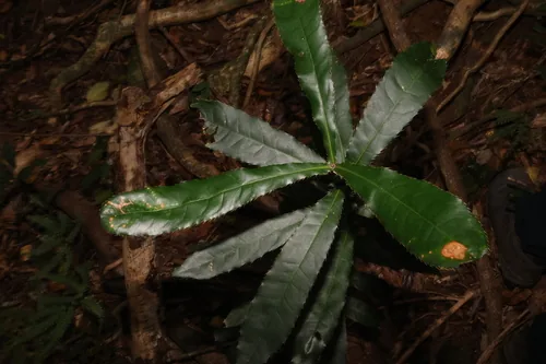 Queensland Macadamia (Macadamia tetraphylla), photograph