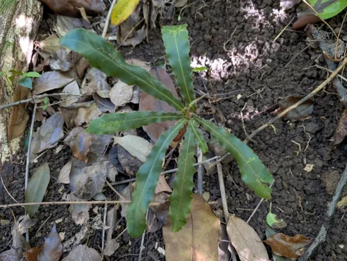 Queensland Macadamia (Macadamia tetraphylla), photograph