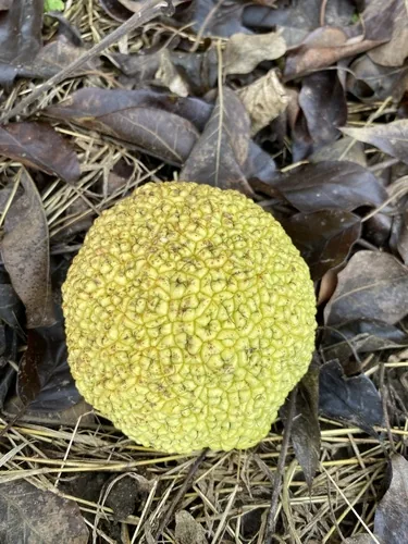 Photo: (c) Dan MacNeal, some rights reserved · CC BY · via iNaturalist Osage orange (Maclura pomifera), photograph