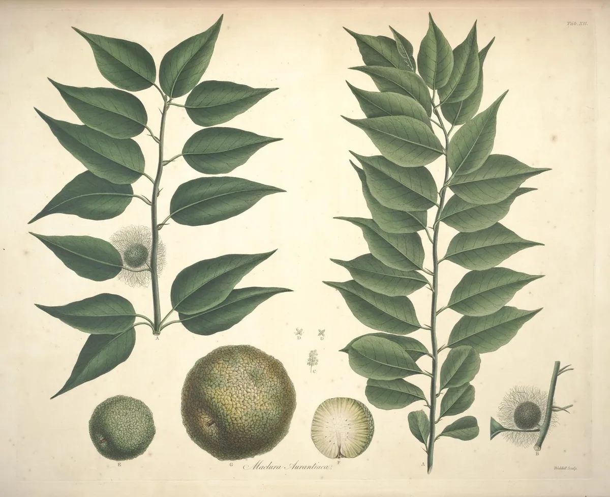 Osage Orange (Maclura pomifera), botanical illustration