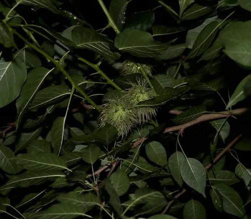 Photo: (c) Michelle W. (鍾偉瑋), some rights reserved (CC BY) · cc-by · via iNaturalist Osage Orange (Maclura pomifera), photograph