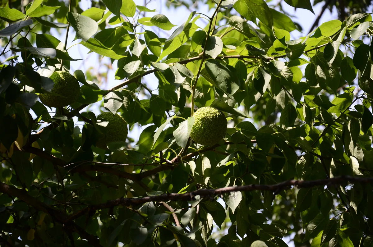 Osage Orange (Maclura pomifera), photograph
