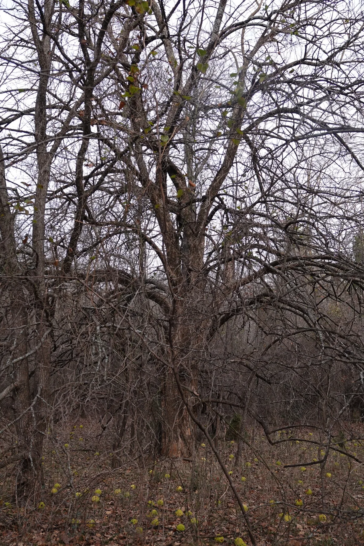 Osage Orange (Maclura pomifera), photograph