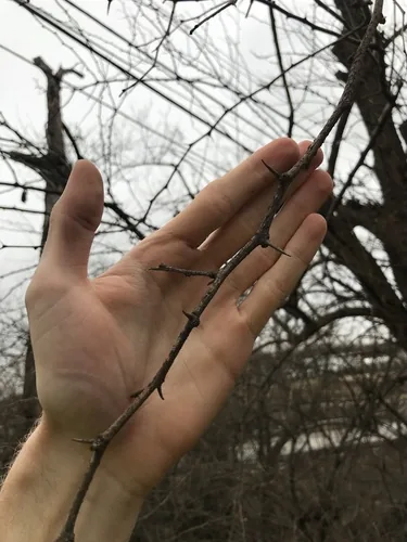 Osage Orange (Maclura pomifera), photograph