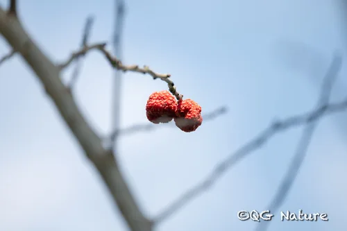 che (Maclura tricuspidata), photograph