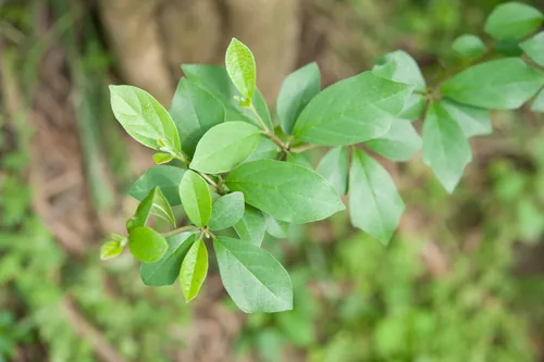 che (Maclura tricuspidata), photograph