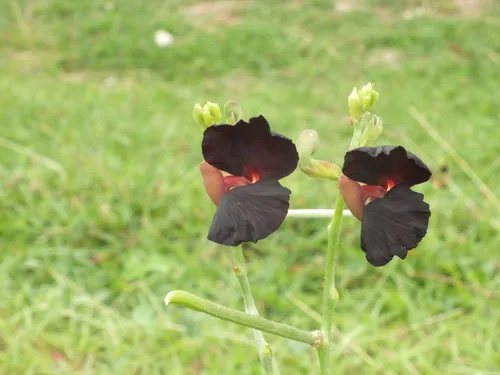 siratro (Macroptilium atropurpureum), photograph
