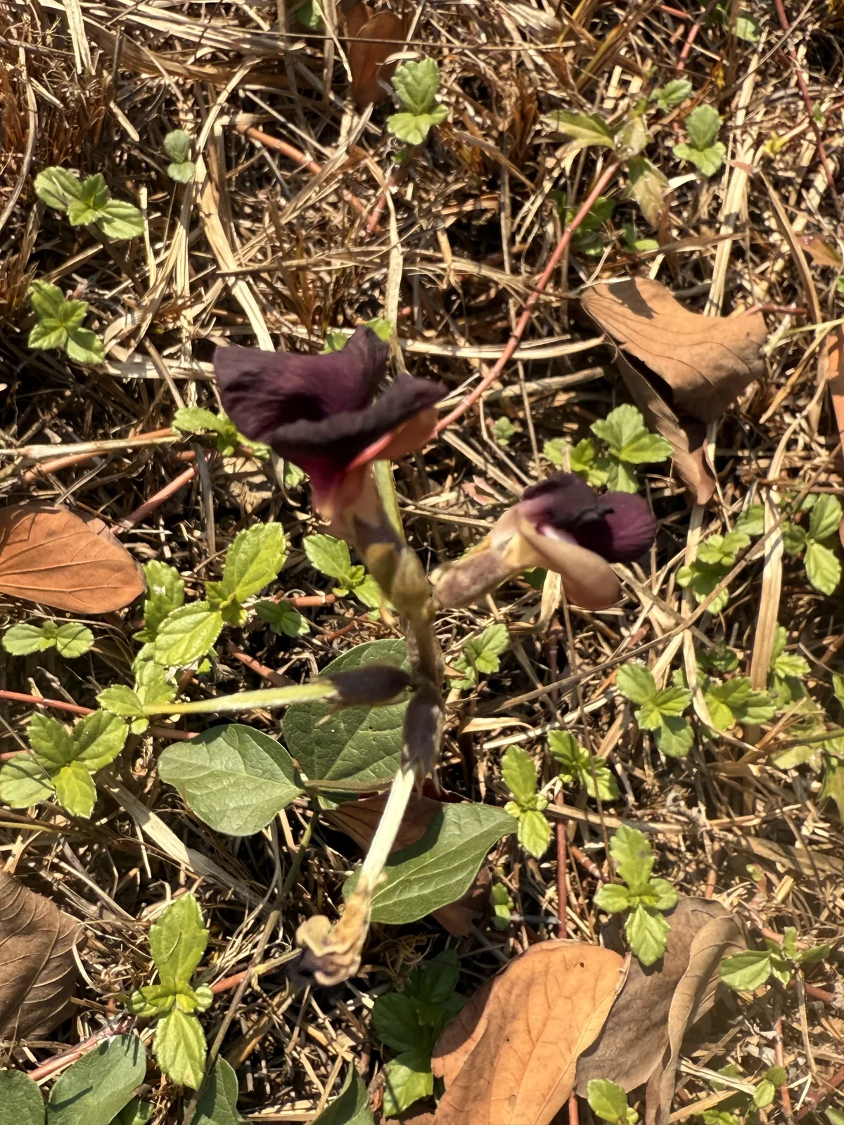 siratro (Macroptilium atropurpureum), photograph