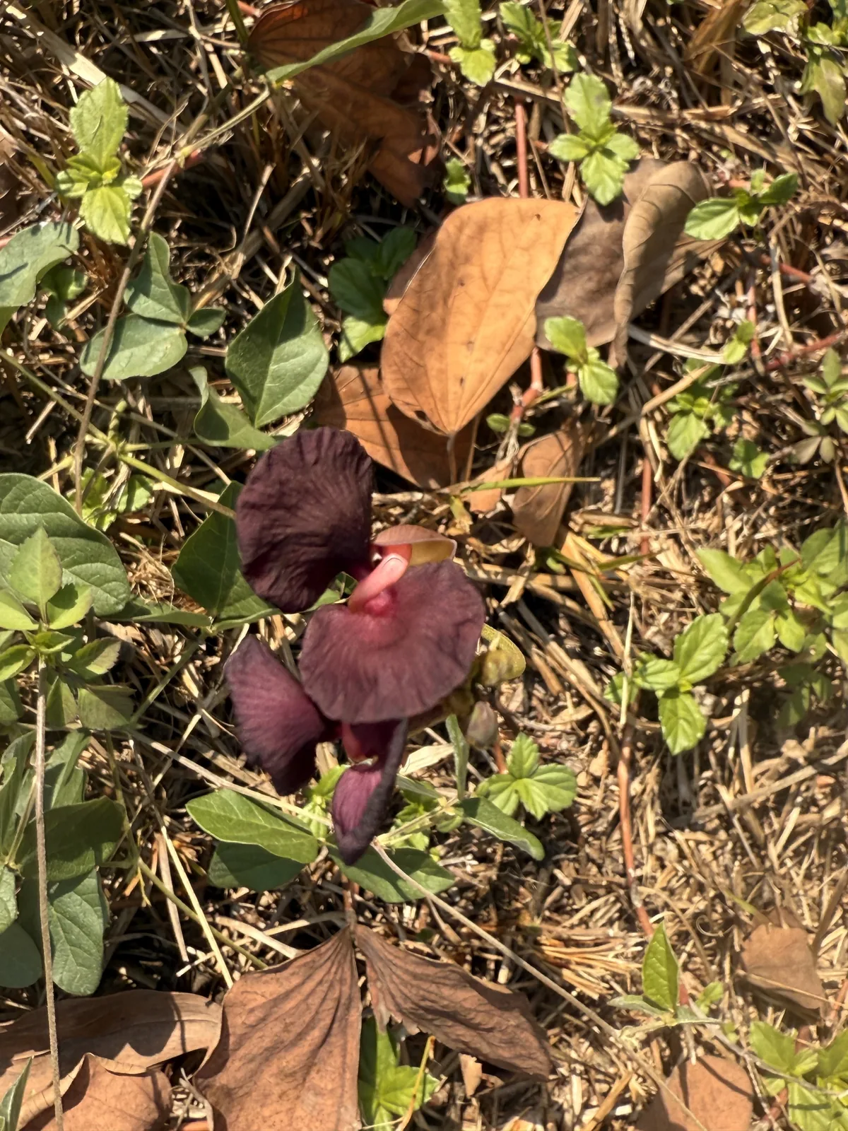siratro (Macroptilium atropurpureum), photograph