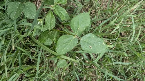 siratro (Macroptilium atropurpureum), photograph