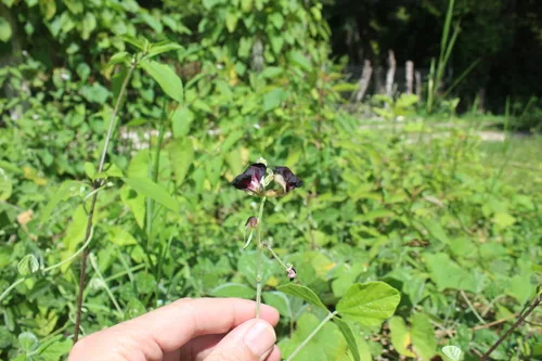 siratro (Macroptilium atropurpureum), photograph