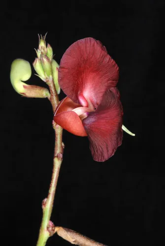 phasey bean (Macroptilium lathyroides), photograph