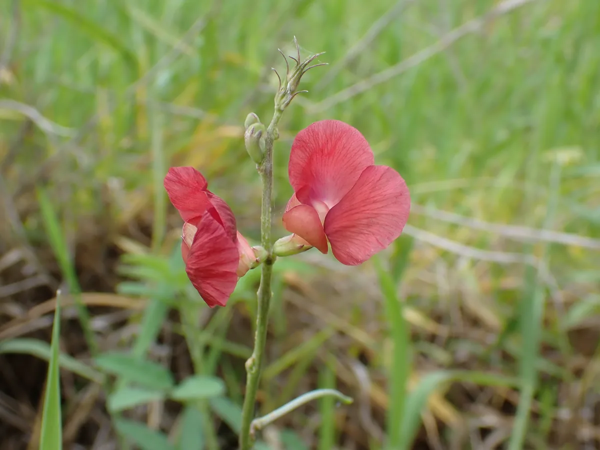 phasey bean (Macroptilium lathyroides), photograph