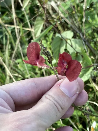 phasey bean (Macroptilium lathyroides), photograph