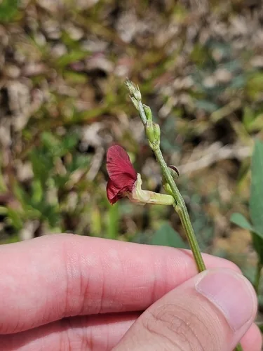 phasey bean (Macroptilium lathyroides), photograph