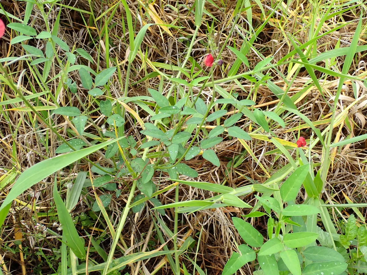 Photo: Stuart, via iNaturalist · CC0 · via GBIF phasey bean (Macroptilium lathyroides), photograph