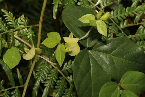 lime-yellow pea (Macrotyloma axillare), photograph