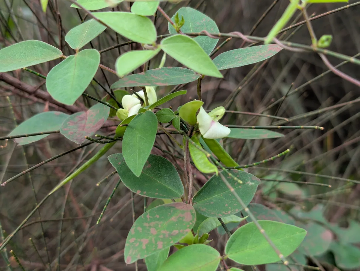 lime-yellow pea (Macrotyloma axillare), photograph