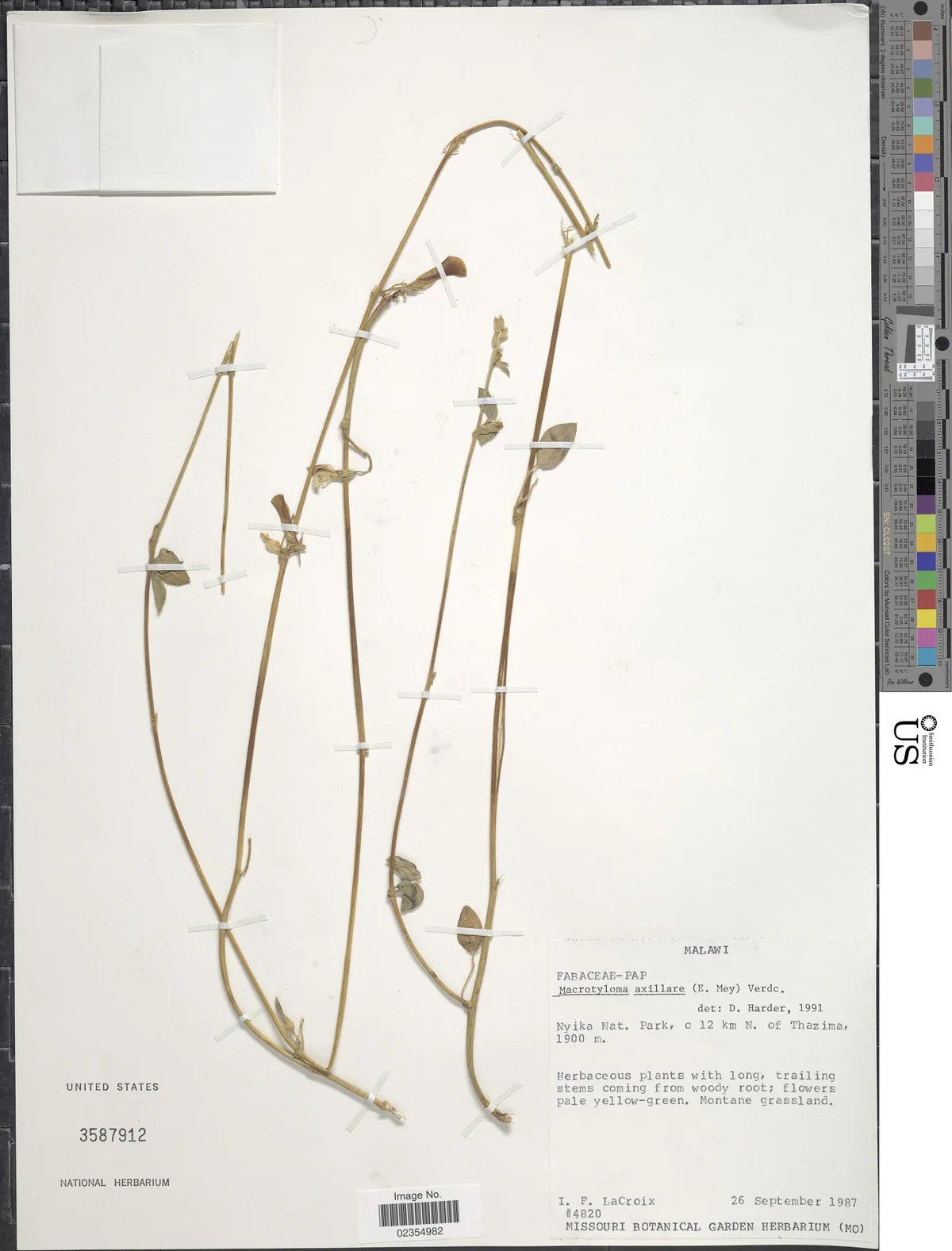 lime-yellow pea (Macrotyloma axillare), photograph