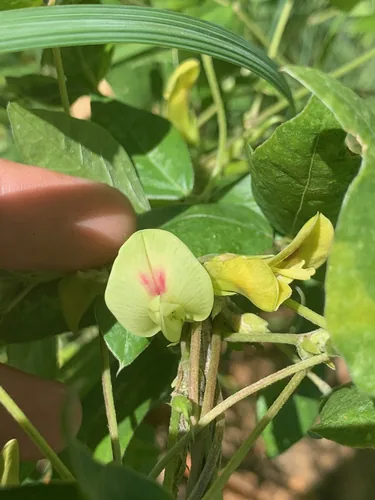 lime-yellow pea (Macrotyloma axillare), photograph