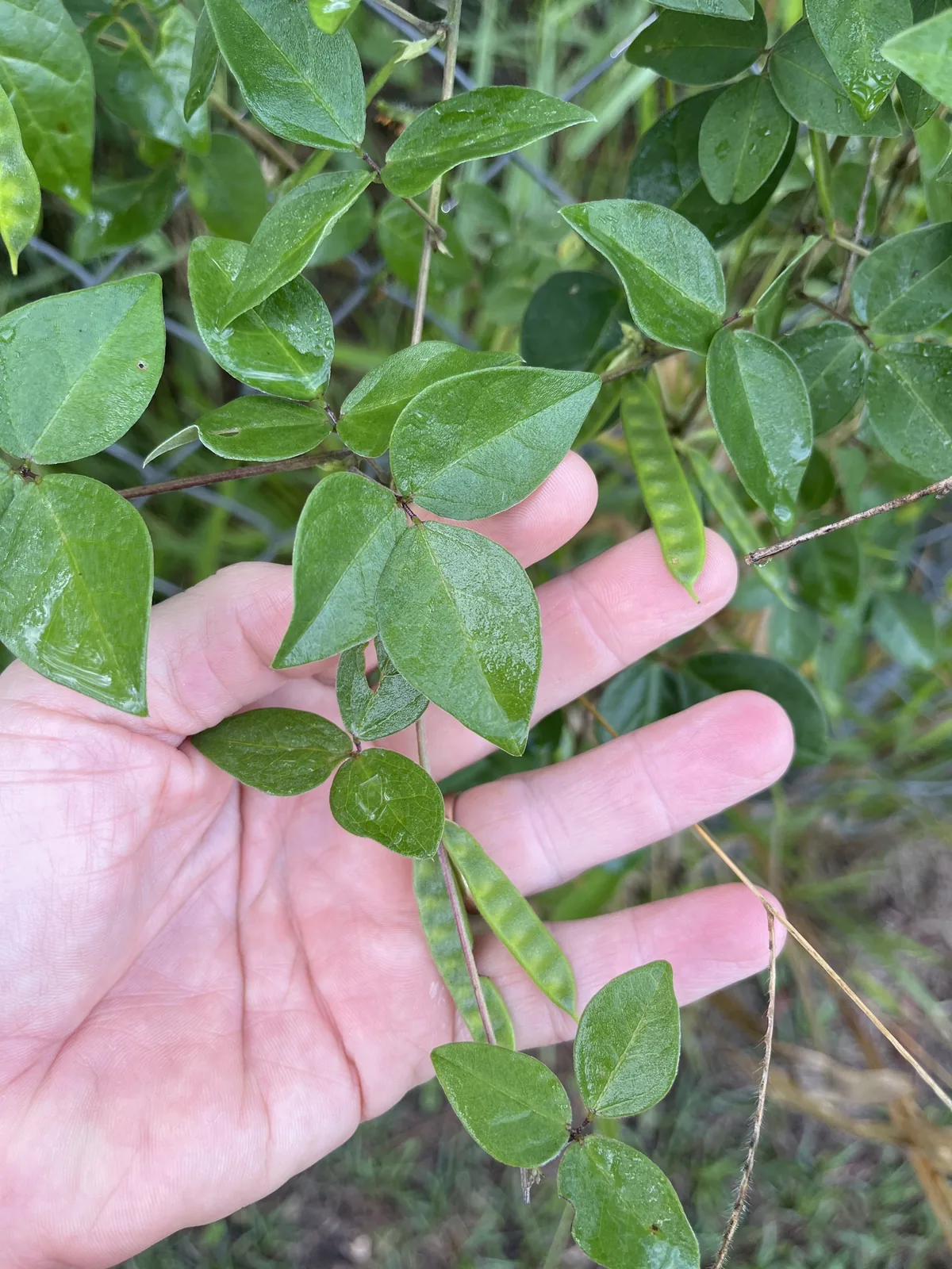 Photo: Richard Fuller, via iNaturalist · CC0 · via GBIF lime-yellow pea (Macrotyloma axillare), photograph