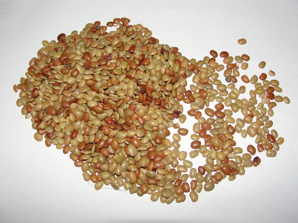 horse gram (Macrotyloma uniflorum), photograph