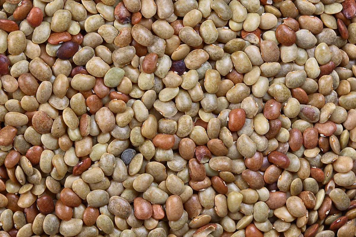 Horse Gram (Macrotyloma uniflorum), photograph