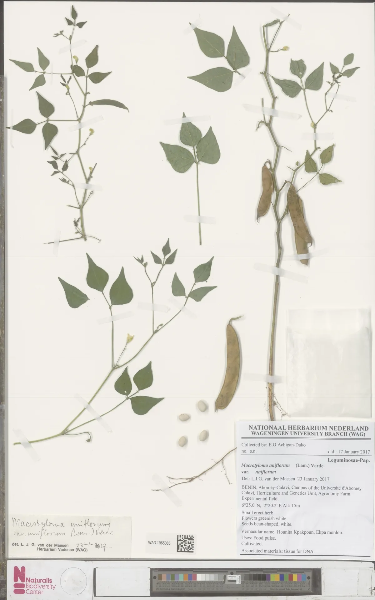 Horse Gram (Macrotyloma uniflorum), photograph