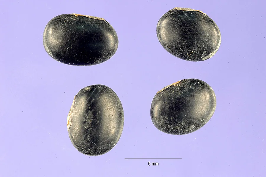 Horse Gram (Macrotyloma uniflorum), photograph