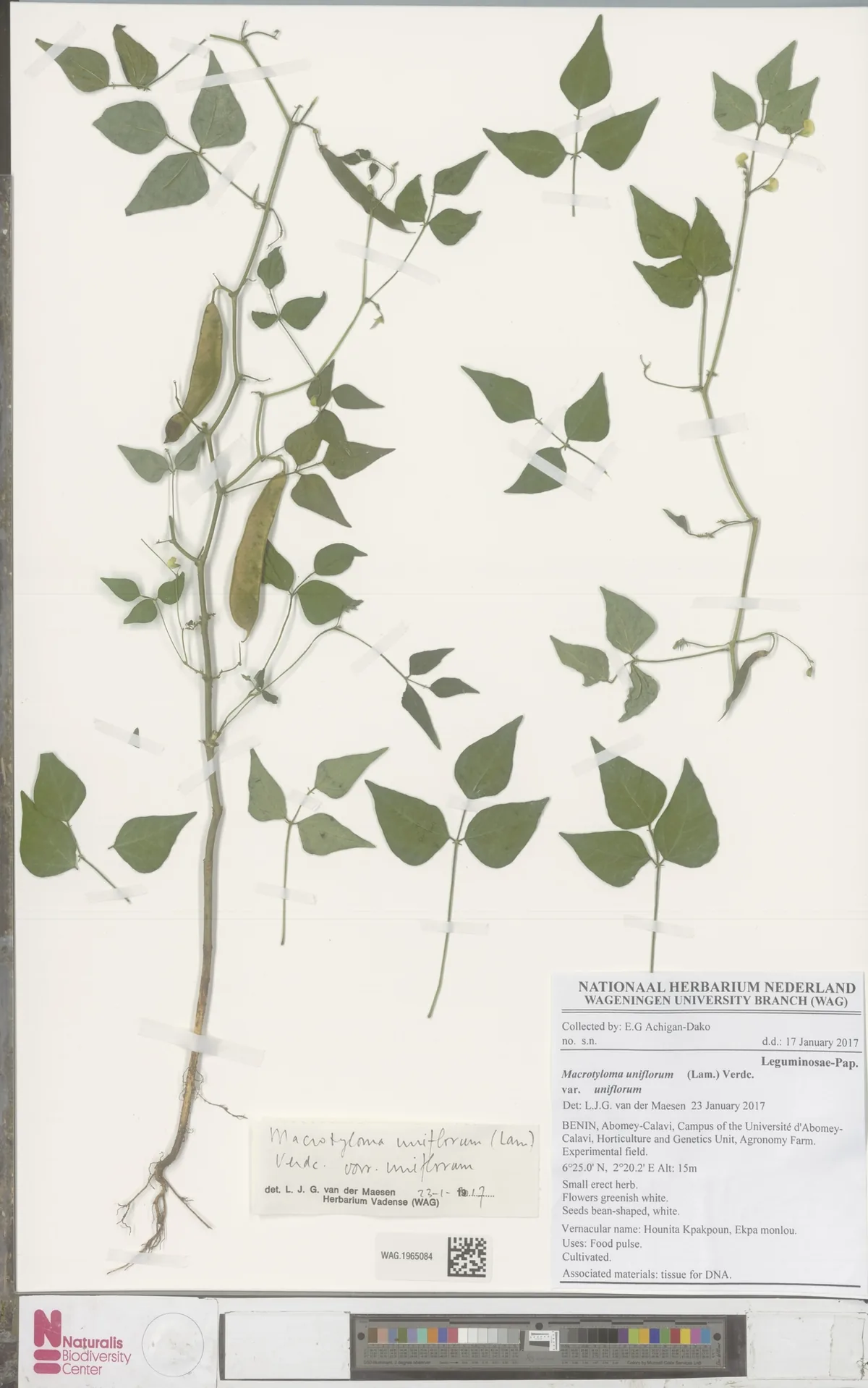 Photo: Naturalis Biodiversity Center · CC0 · via GBIF Horse Gram (Macrotyloma uniflorum), photograph
