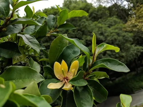 banana shrub (Magnolia figo), photograph