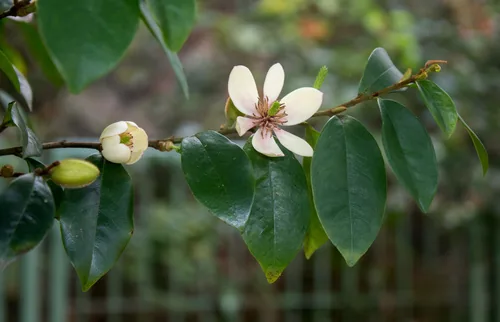 Photo: (c) portioid, some rights reserved · CC BY · via iNaturalist banana shrub (Magnolia figo), photograph