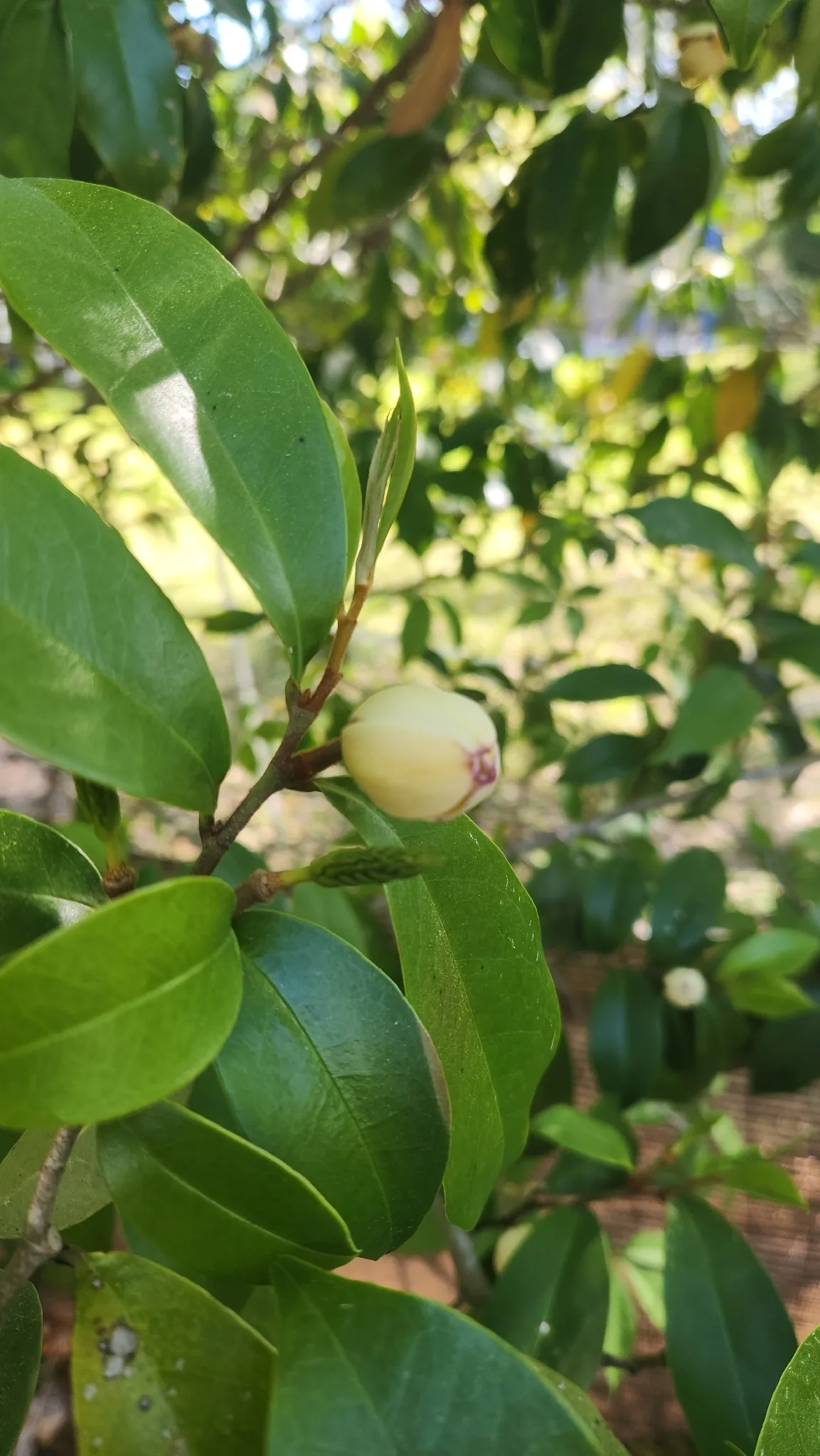 banana shrub (Magnolia figo), photograph
