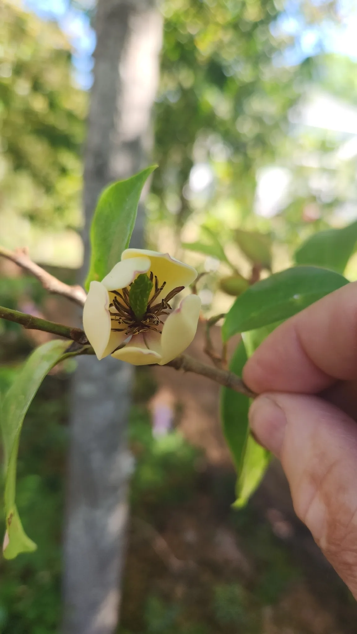banana shrub (Magnolia figo), photograph