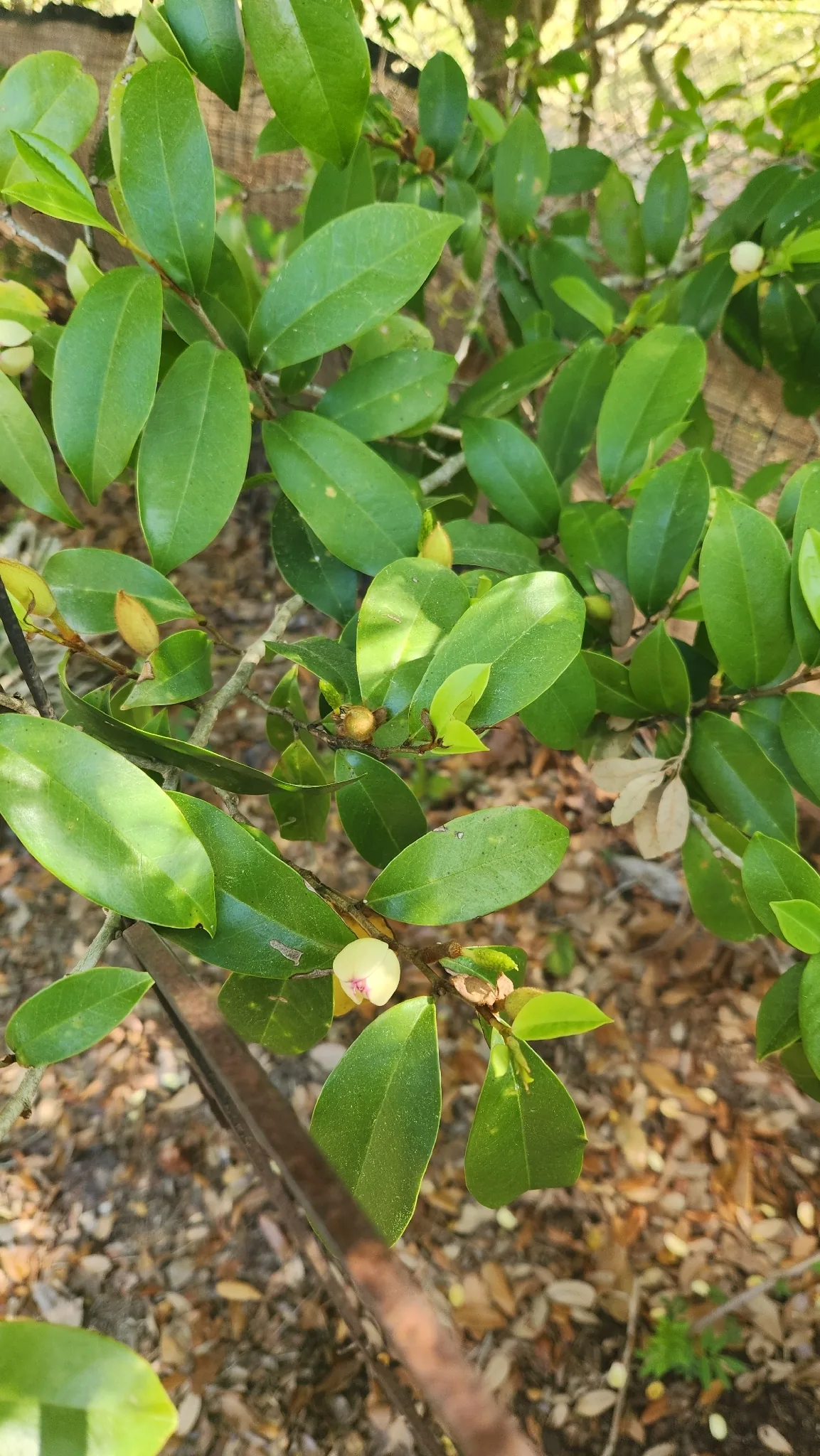 banana shrub (Magnolia figo), photograph